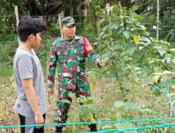 Babinsa Pantau Perkembangan Tanaman Kacang panjang milik warga binaan 