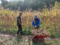 Sukseskan Swasembada Pangan Babinsa Bantu Panen Jagung di Desa Binaan