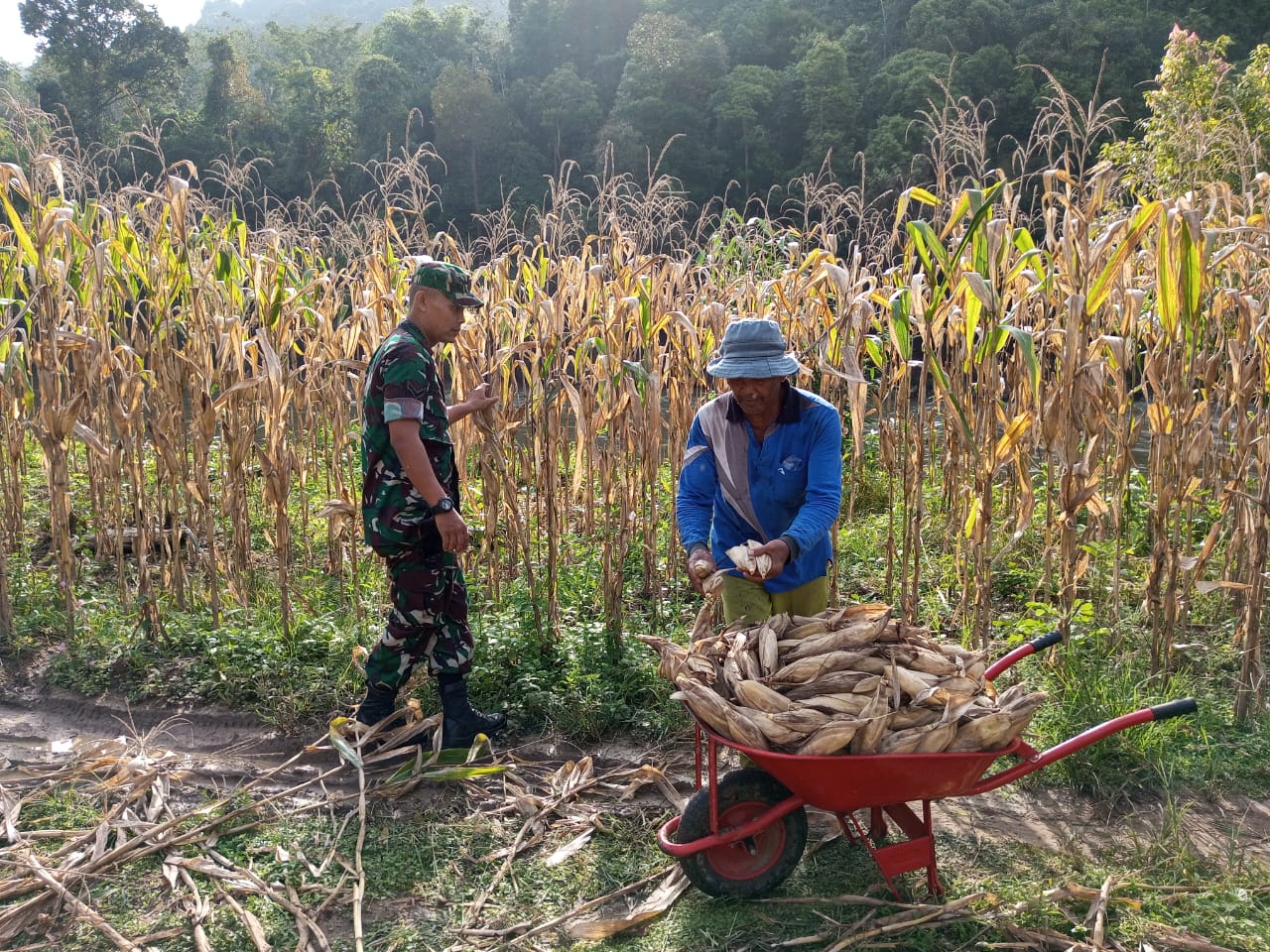 Sukseskan Swasembada Pangan Babinsa Bantu Panen Jagung di Desa Binaan