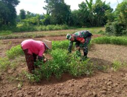 Wujudkan Program Ketahanan Pangan, Babinsa Koramil 420-04/Sarolangun Terus Dampingi Para Petani Di Wilayah Binaan