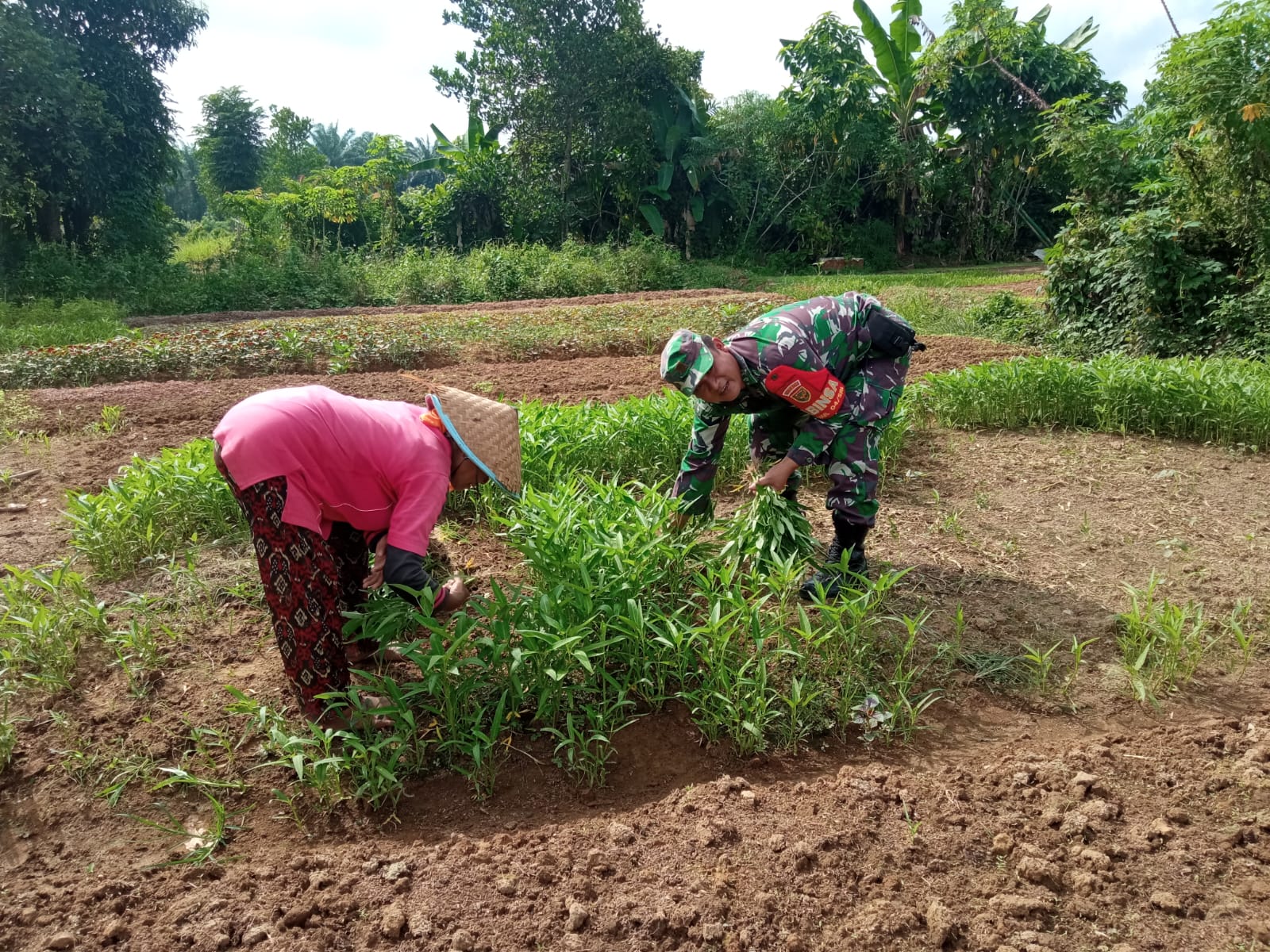 Wujudkan Program Ketahanan Pangan, Babinsa Koramil 420-04/Sarolangun Terus Dampingi Para Petani Di Wilayah Binaan