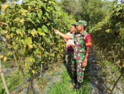 Babinsa Dampingi Pengecekan Dan Perawatan Tanaman Kacang Panjang Petani