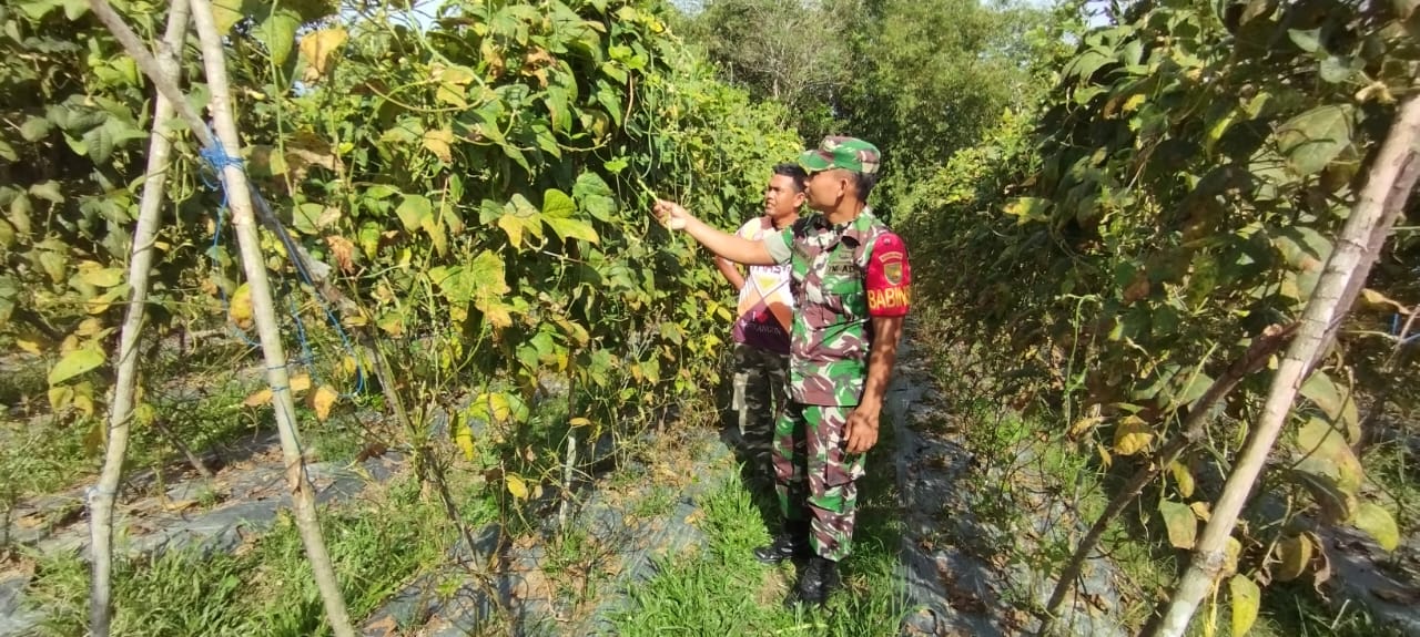 Babinsa Dampingi Pengecekan Dan Perawatan Tanaman Kacang Panjang Petani