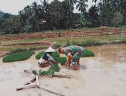 Tingkatkan Ketahanan Pangan, Babinsa Bantu Petani Tanam Padi