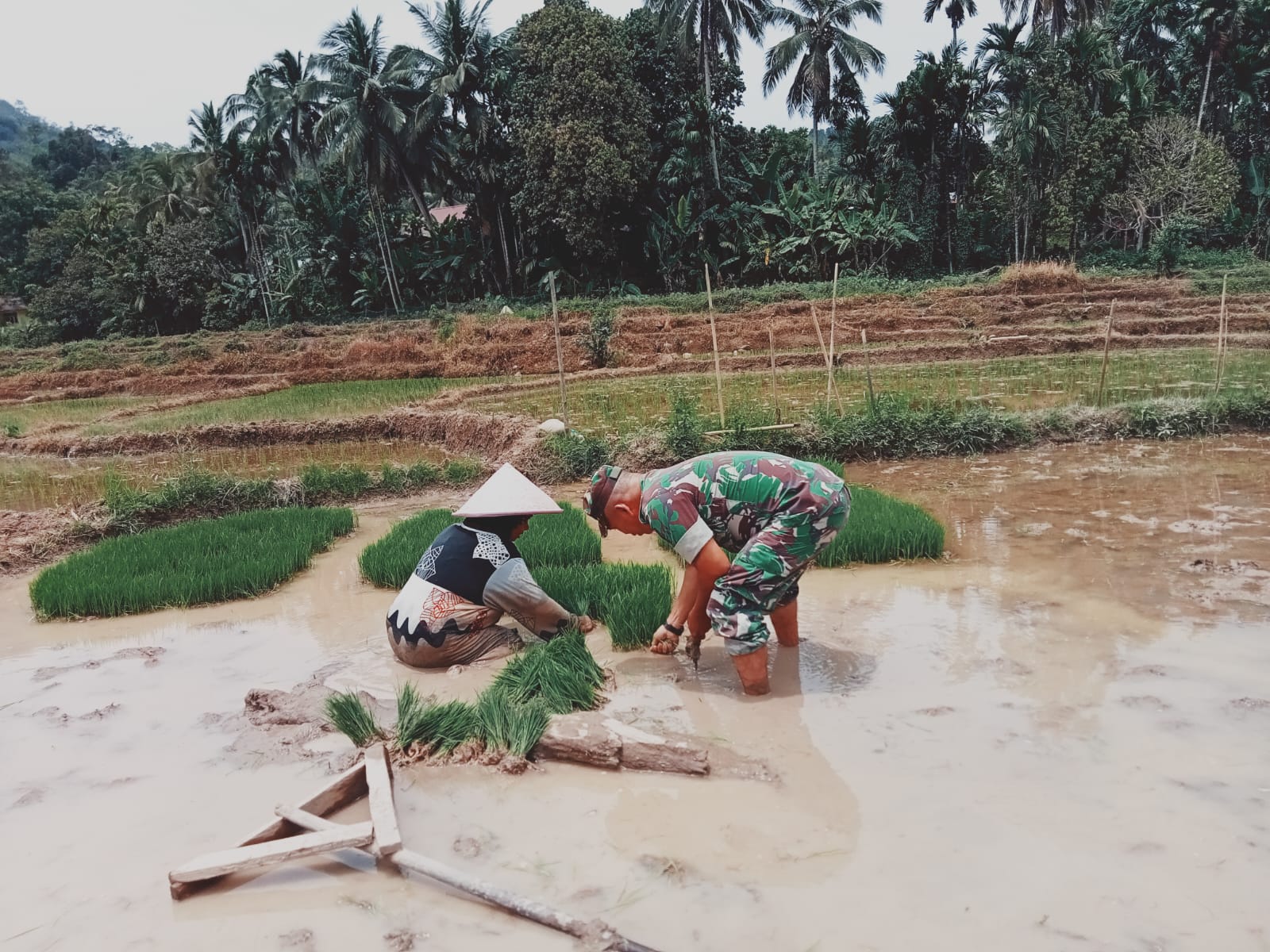 Tingkatkan Ketahanan Pangan, Babinsa Bantu Petani Tanam Padi