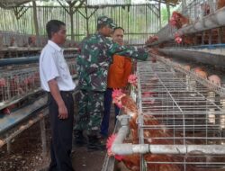 Babinsa Dan Perangkat Desa Melaksanakan Pengecekan Ketahanan Pangan Berupa Ayam Petelur