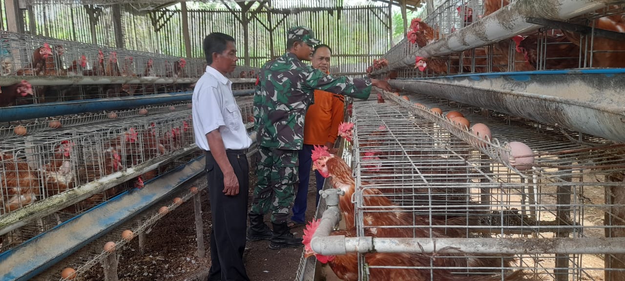 Babinsa Dan Perangkat Desa Melaksanakan Pengecekan Ketahanan Pangan Berupa Ayam Petelur