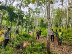 Kapolsek Indra Makmu Datangi Lokasi Sapi Milik Warga Yang Diduga Dimangsa Harimau