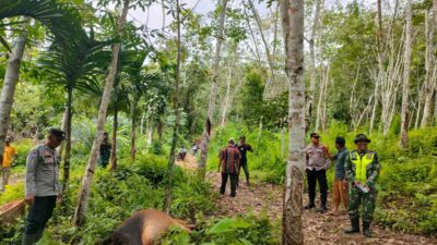 Kapolsek Indra Makmu Datangi Lokasi Sapi Milik Warga Yang Diduga Dimangsa Harimau