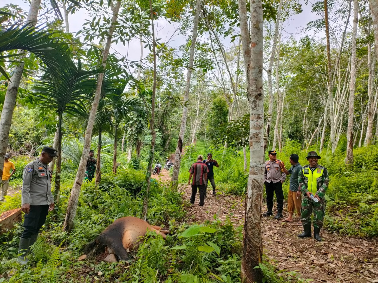 Kapolsek Indra Makmu Datangi Lokasi Sapi Milik Warga Yang Diduga Dimangsa Harimau