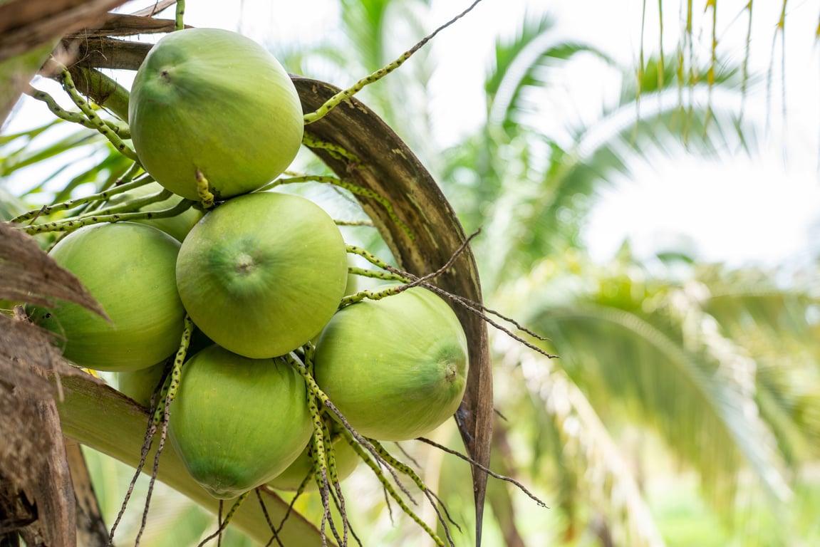 KOLTIVA Gabung Sustainable Coconut Partnership (SCP), Pimpin Langkah Inovatif untuk Industri Kelapa Berkelanjutan