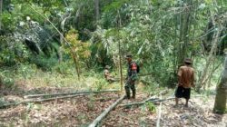 Anggota Satgas TMMD ke 122 Kodim Sarko Siapkan Lokasi Pembuatan Kolam, Kandang Kambing dan Lahan Pertanian