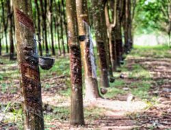 Dorong Industri Karet Berkelanjutan Bebas Deforestasi, KOLTIVA Perkuat Rantai Pasok Thailand untuk Kepatuhan EUDR