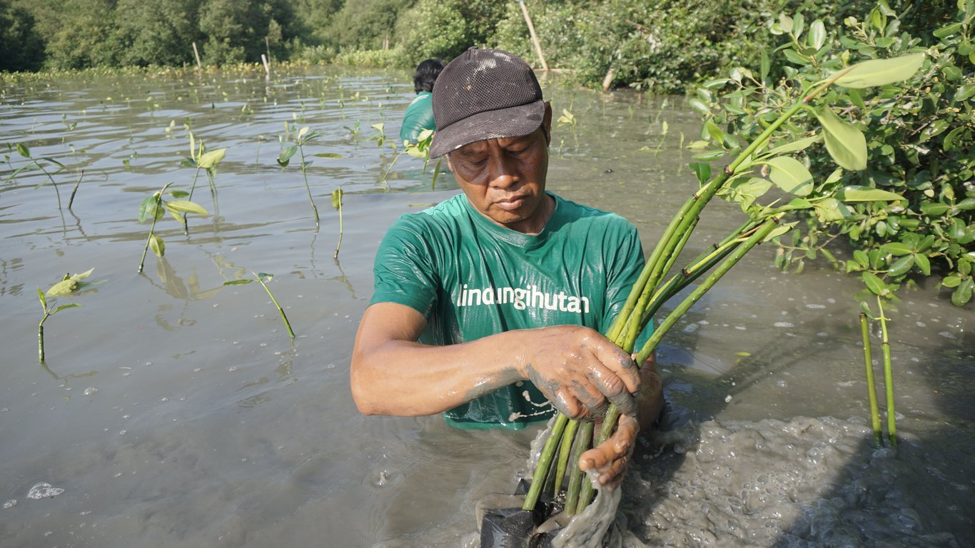 Upaya Pelestarian Lingkungan, LindungiHutan Tanam 183 Ribu Mangrove di Semarang