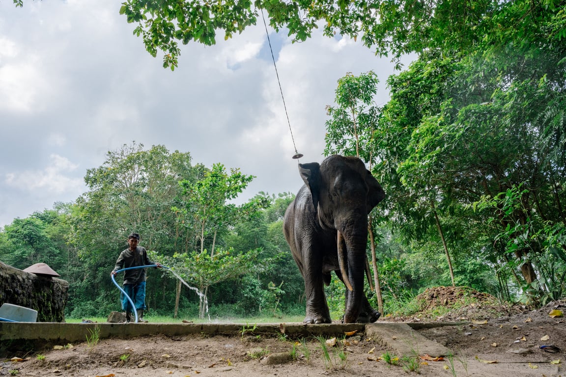 Proyek Gajahlah Way Kambas : LindungiHutan Angkat Isu Gajah Sumatera