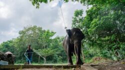 Proyek Gajahlah Way Kambas : LindungiHutan Angkat Isu Gajah Sumatera