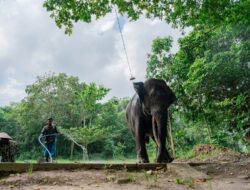 Proyek Gajahlah Way Kambas : LindungiHutan Angkat Isu Gajah Sumatera