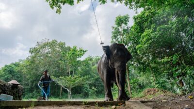 Proyek Gajahlah Way Kambas : LindungiHutan Angkat Isu Gajah Sumatera