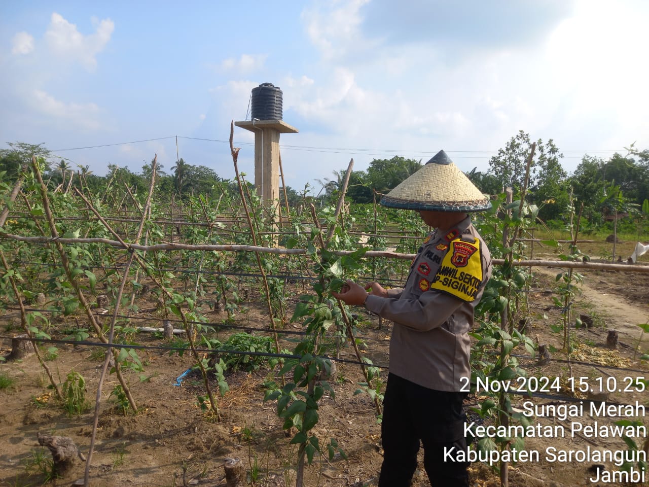 Kapolsek Pelawan Singkut Tinjau Langsung Lokasi Lahan Ketahanan Pangan Program 100 Hari Kerja Presiden – Wakil Presiden RI  