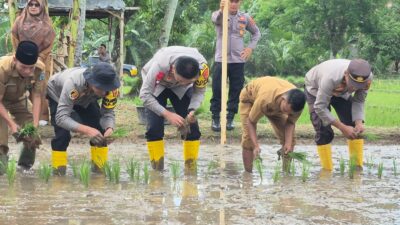 Kapolres Sarolangun Lepas Ribuan Bibit Ikan Patin dan Turun Kesawah dukung Program Swasembada Pangan