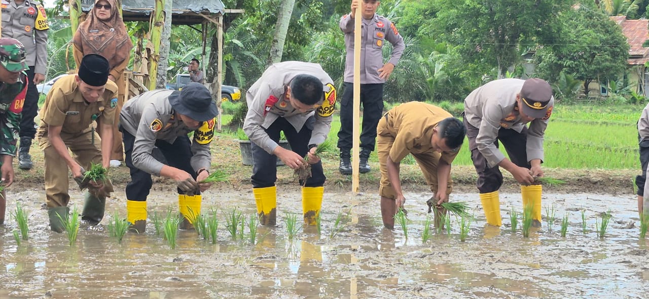 Kapolres Sarolangun Lepas Ribuan Bibit Ikan Patin dan Turun Kesawah dukung Program Swasembada Pangan