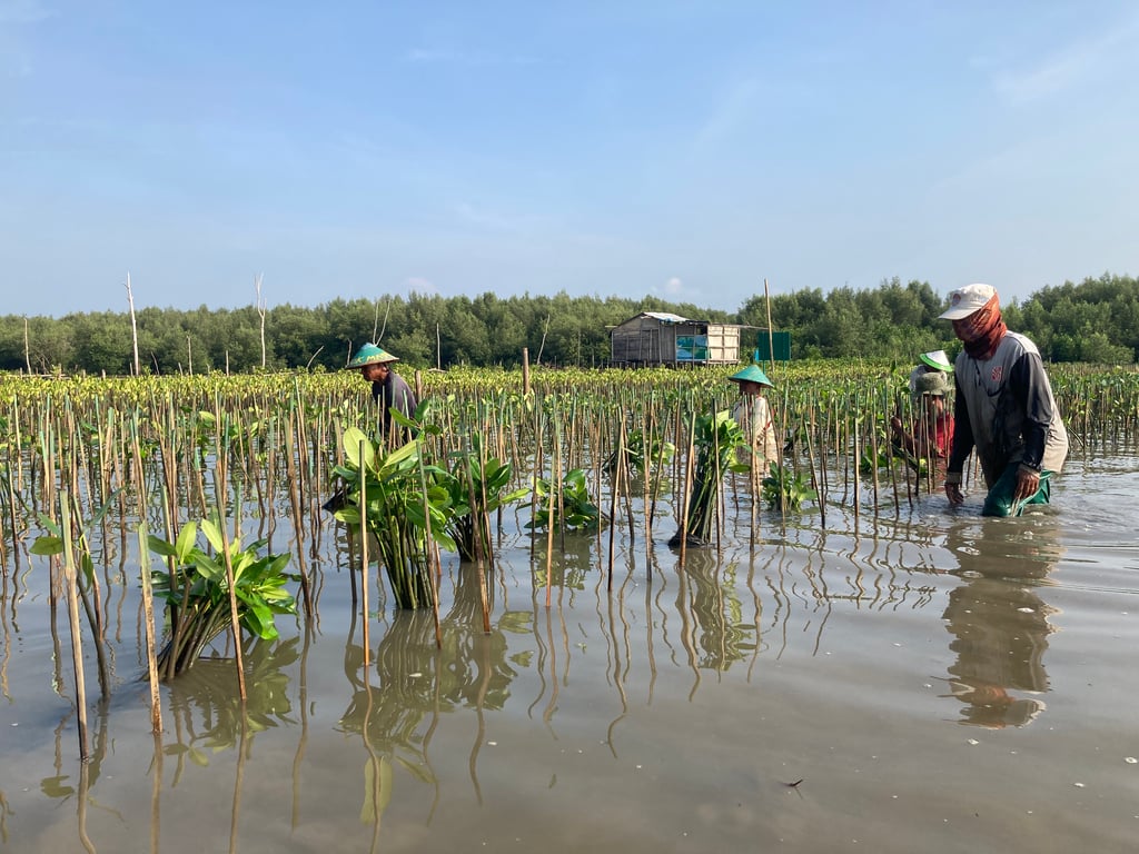 Selamatkan Pesisir Lewat Momentum Hari Menanam Pohon Nasional