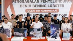 Bareskrim Polri : Gagalkan Penyelundupan 151 Ribu Benih Lobster di Perairan Bintan