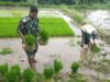 Aksi Nyata Dukung Ketahanan Pangan, Babinsa Desa Sidodadi Bantu Petani Cabut Benih Padi Siap Tanam