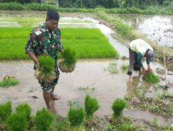 Aksi Nyata Dukung Ketahanan Pangan, Babinsa Desa Sidodadi Bantu Petani Cabut Benih Padi Siap Tanam