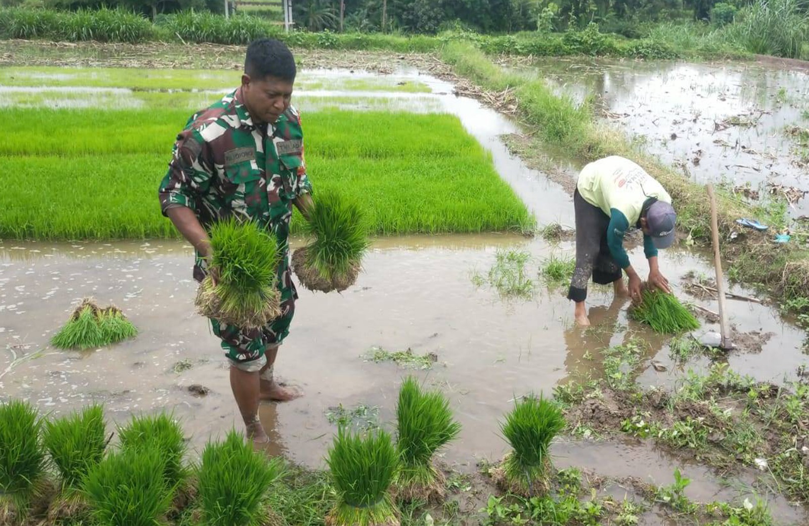 Aksi Nyata Dukung Ketahanan Pangan, Babinsa Desa Sidodadi Bantu Petani Cabut Benih Padi Siap Tanam