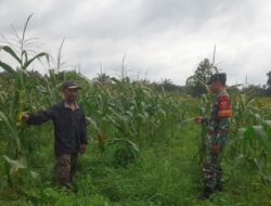 TNI Bantu Petani Babinsa Sertu Harjanto Laksanakan Pendampingan Perawatan Jagung di Sarolangun 