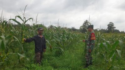 TNI Bantu Petani Babinsa Sertu Harjanto Laksanakan Pendampingan Perawatan Jagung di Sarolangun 