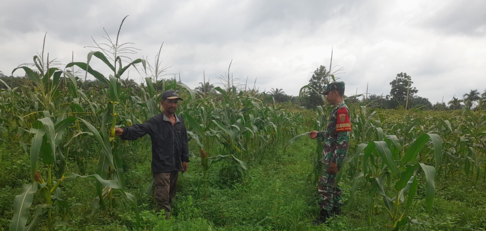 TNI Bantu Petani Babinsa Sertu Harjanto Laksanakan Pendampingan Perawatan Jagung di Sarolangun 