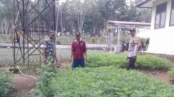 Sinergi TNI-Polri Babinsa dan Babinkamtibmas Dampingi Petani Bersihkan Gulma di Desa Tambang Emas