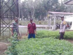 Sinergi TNI-Polri Babinsa dan Babinkamtibmas Dampingi Petani Bersihkan Gulma di Desa Tambang Emas