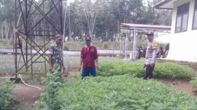 Sinergi TNI-Polri Babinsa dan Babinkamtibmas Dampingi Petani Bersihkan Gulma di Desa Tambang Emas