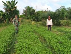 Tingkatkan Ketahanan Pangan, Babinsa Koramil Sarolangun Bimbing Warga Tanam Kangkung di Desa Sukajadi