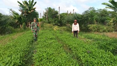 Tingkatkan Ketahanan Pangan, Babinsa Koramil Sarolangun Bimbing Warga Tanam Kangkung di Desa Sukajadi