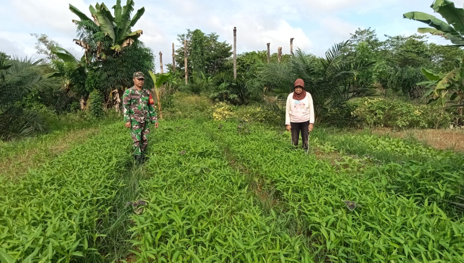 Tingkatkan Ketahanan Pangan, Babinsa Koramil Sarolangun Bimbing Warga Tanam Kangkung di Desa Sukajadi