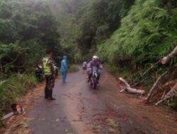 Pohon Tumbang Tutup Jalan Utama, Babinsa Muara Siau Bantu Warga Lakukan Evakuasi Cepat