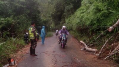 Pohon Tumbang Tutup Jalan Utama, Babinsa Muara Siau Bantu Warga Lakukan Evakuasi Cepat