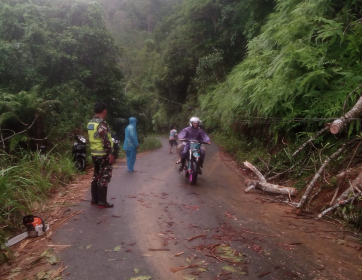 Pohon Tumbang Tutup Jalan Utama, Babinsa Muara Siau Bantu Warga Lakukan Evakuasi Cepat