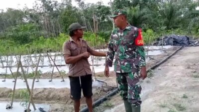 TNI Peduli Pangan Babinsa Koramil 420-02/Muara Limun Bantu Petani di Sarolangun