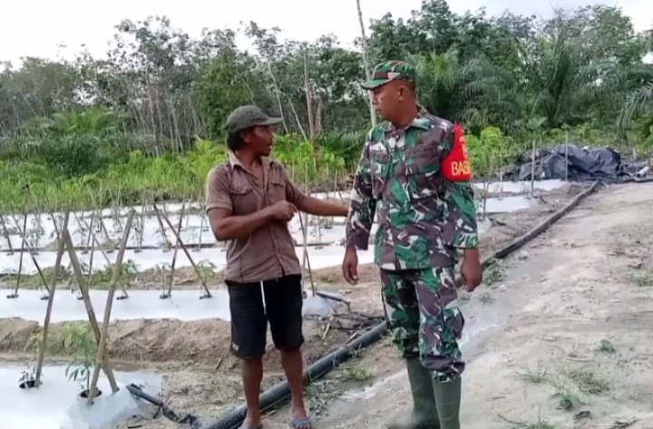 TNI Peduli Pangan Babinsa Koramil 420-02/Muara Limun Bantu Petani di Sarolangun