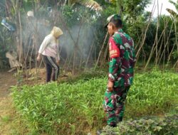 Membangun Ketahanan Pangan, Babinsa Sarolangun Dampingi Petani Kangkung di Desa Sukasari