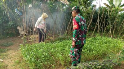 Membangun Ketahanan Pangan, Babinsa Sarolangun Dampingi Petani Kangkung di Desa Sukasari