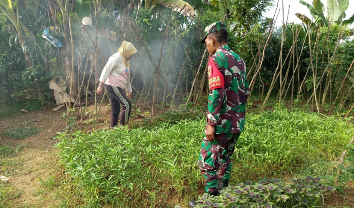 Membangun Ketahanan Pangan, Babinsa Sarolangun Dampingi Petani Kangkung di Desa Sukasari