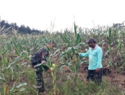 Tingkatkan Hasil Pertanian, Babinsa Serda Deri Arista Dampingi Perawatan Jagung di Sarolangun