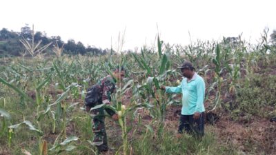 Tingkatkan Hasil Pertanian, Babinsa Serda Deri Arista Dampingi Perawatan Jagung di Sarolangun