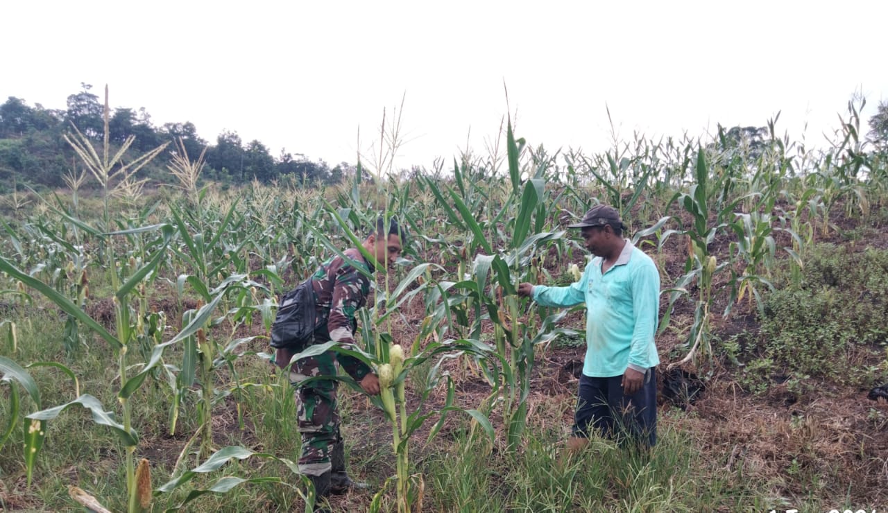 Tingkatkan Hasil Pertanian, Babinsa Serda Deri Arista Dampingi Perawatan Jagung di Sarolangun